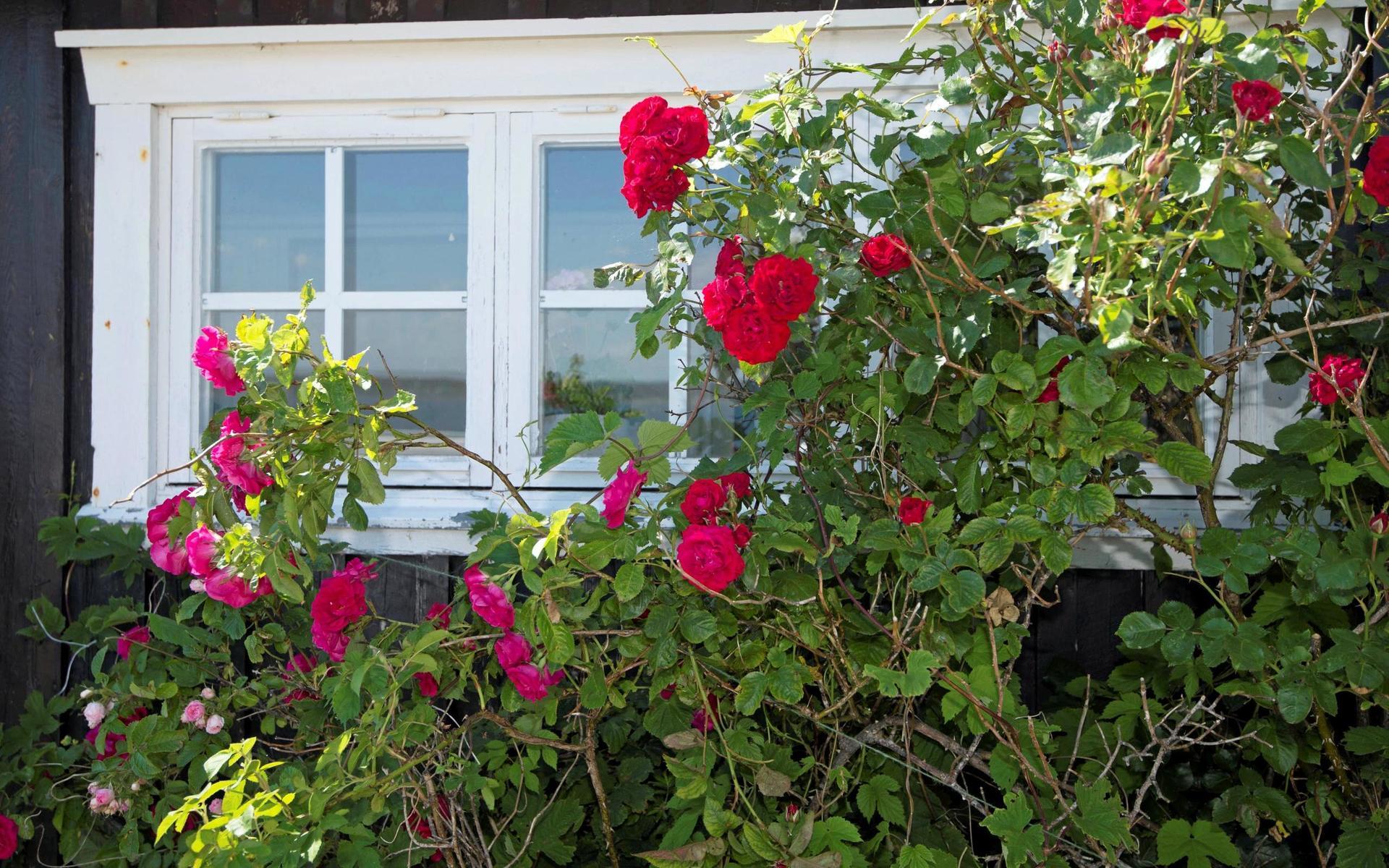 De rosaröda rosorna ramar in stugan på ett gammaldags vis. 