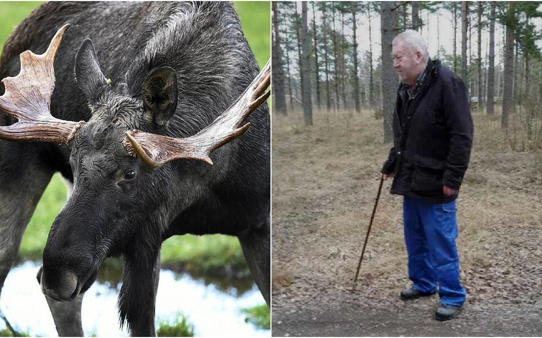 En älgtjur, en ko och två kalvar gick till attack mot 72-årige Bernt i måndags. FOTO: TT/Privat