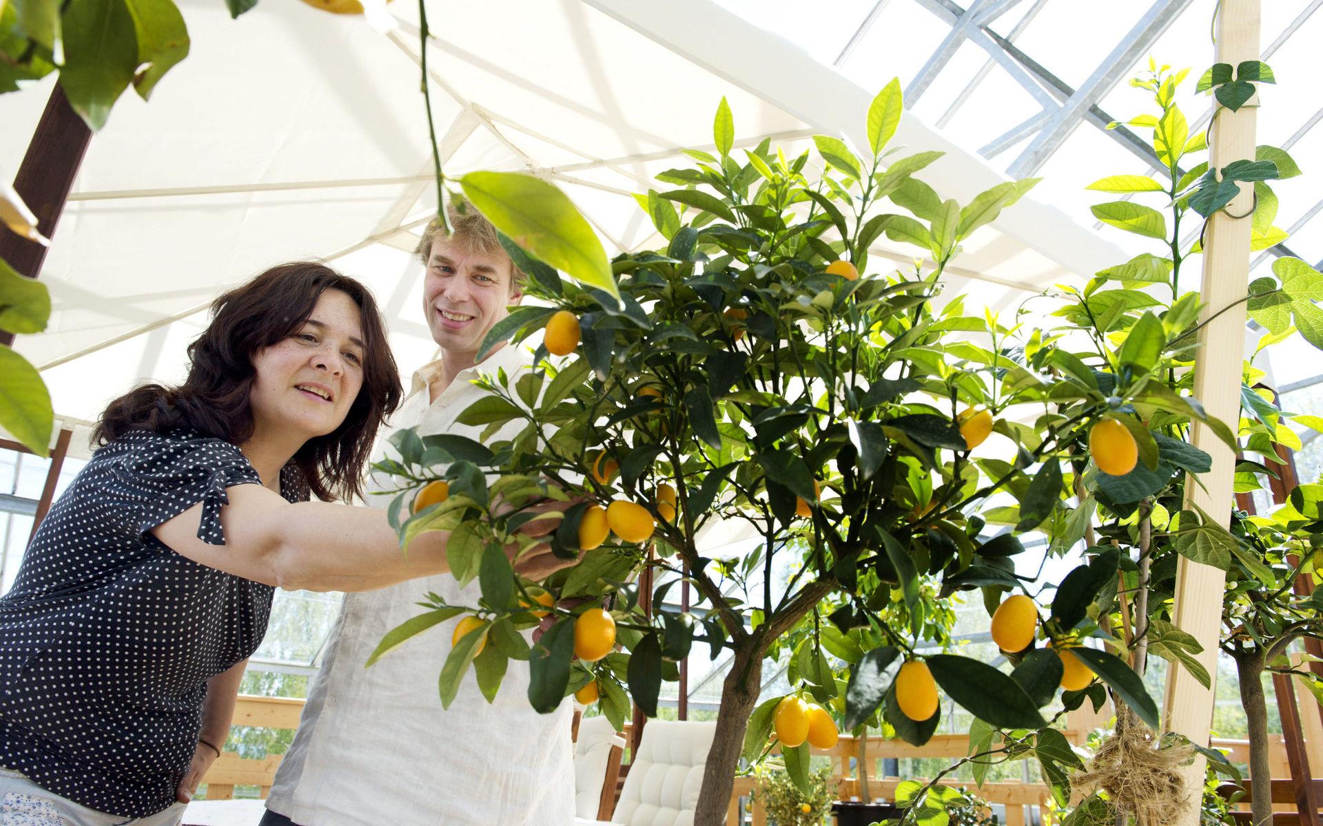 Anders och Rosemary Solvarm odlar mängder av citrusfrukter. 
