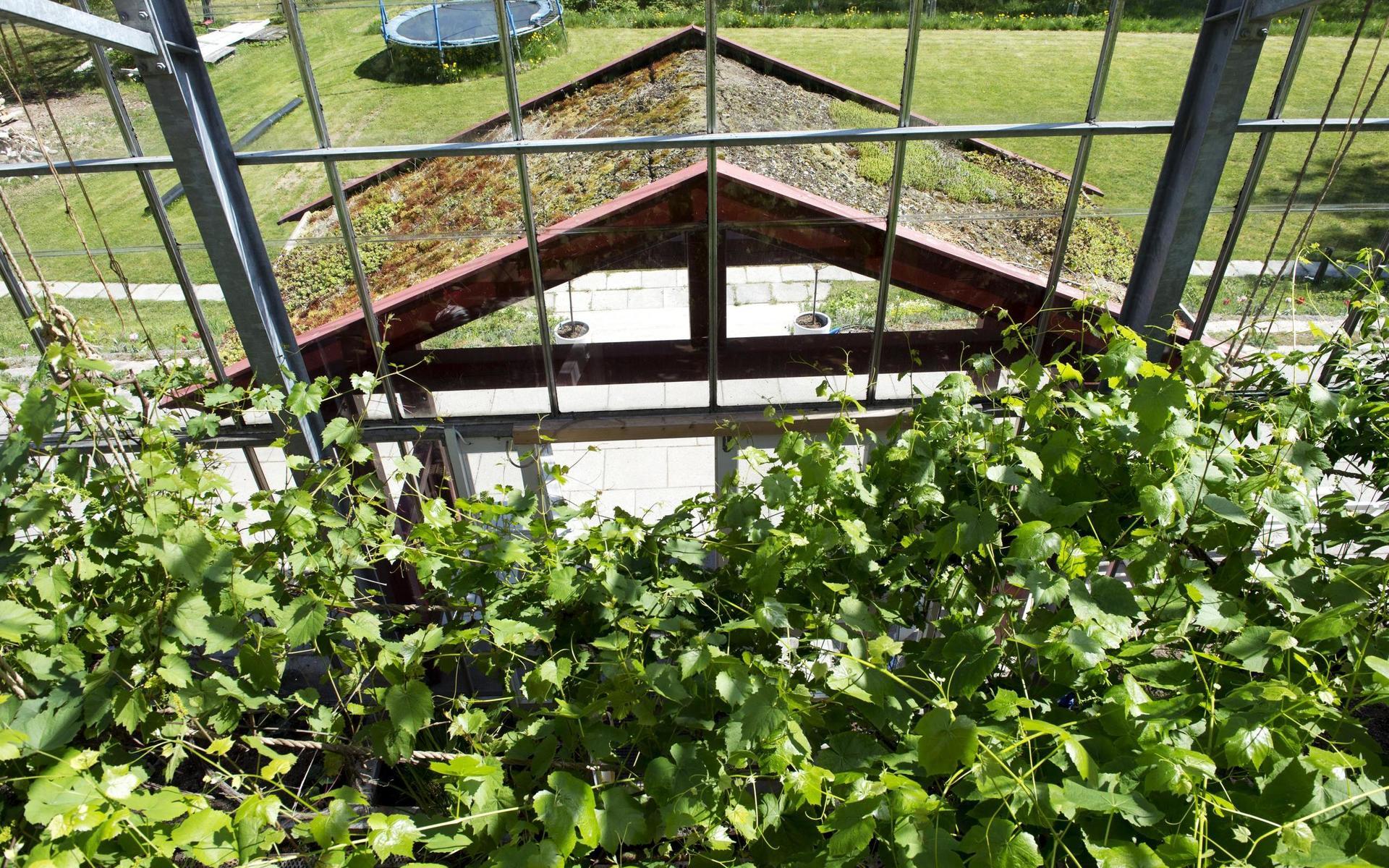Anders och Rosemary Solvarm med sitt timrade hus inbyggt i ett växthus vid Sikhall.Entrén och vinrankorGlashus