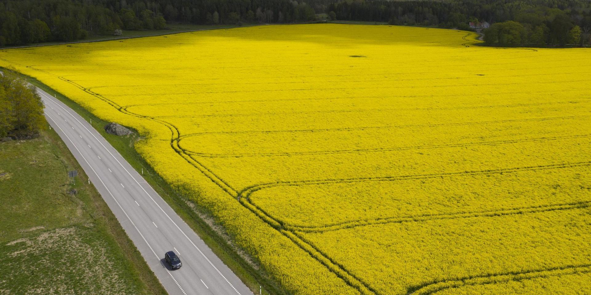 Ett gult rapsfält på en åker.