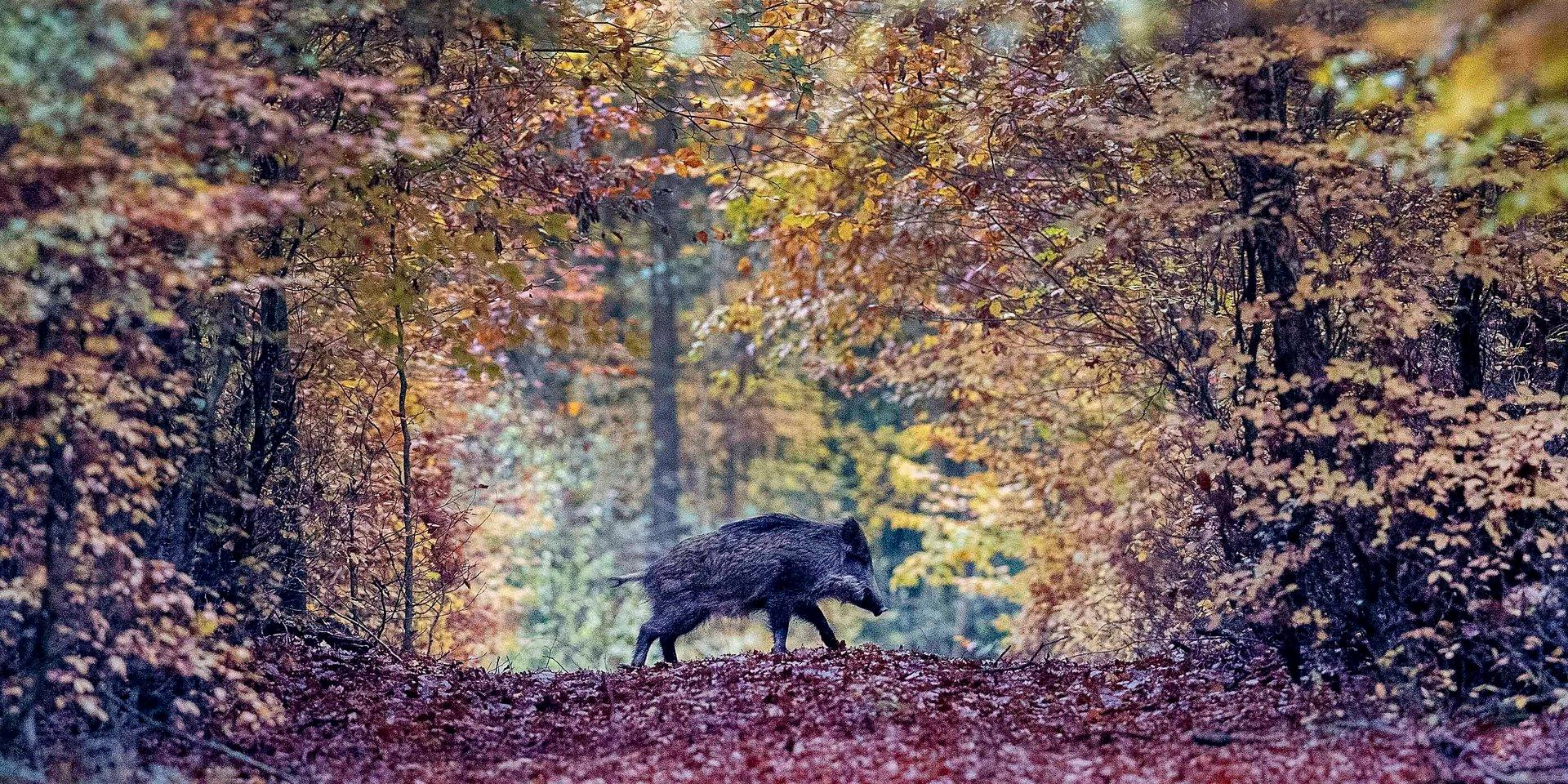 A wild boar runs through a forest in the Taunus region near Frankfurt, Germany, Saturday, Nov. 9, 2019. (AP Photo/Michael Probst)