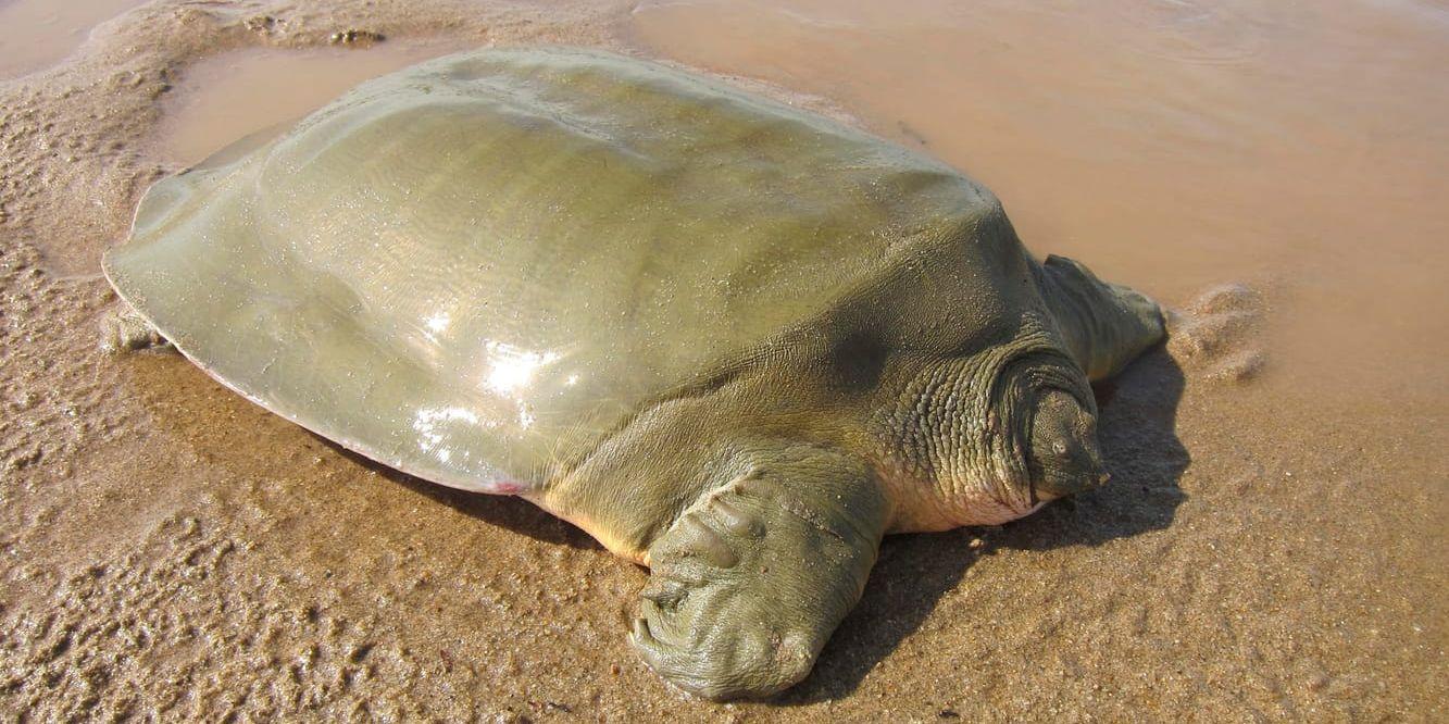 Ett exemplar av en annan hotad asiatisk art av lädersköldpadda på en strand i Kambodja. Arkivbild.