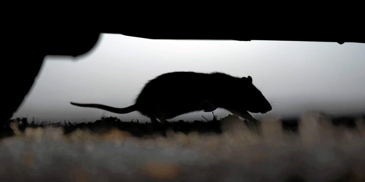 På sommaren lockas råttorna upp ur kloakerna.