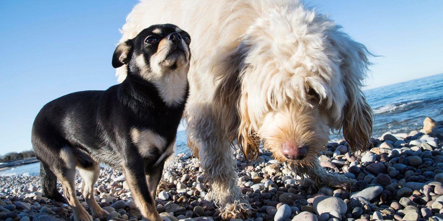 I dag är alla sorters hundar, stora och små, välkomna till Svenska Brukshundsklubben. Arkivbild.