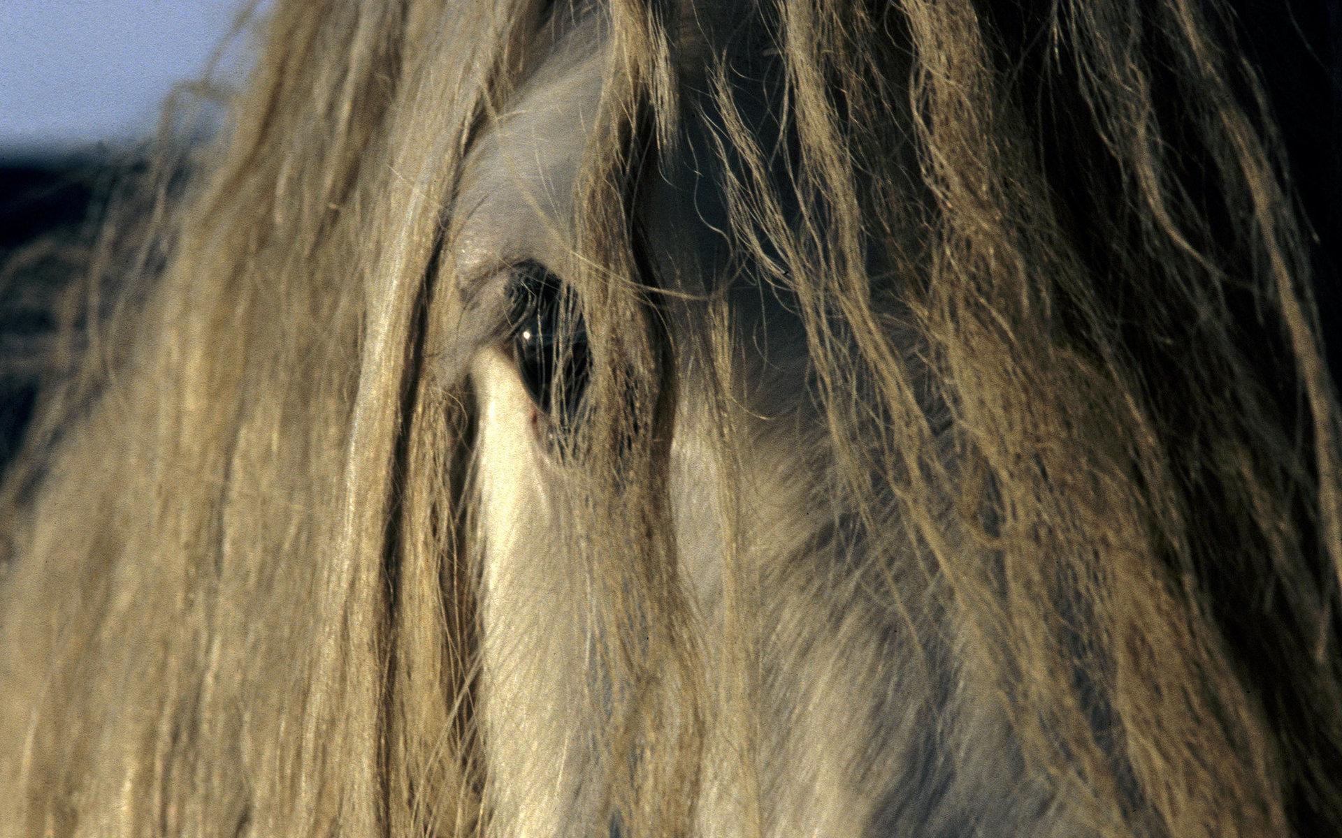 Barry i Stavder. ”Jag har alltid gillat hästar. Barry är en lokal favorit.”  Foto av Ulf Norenius.
