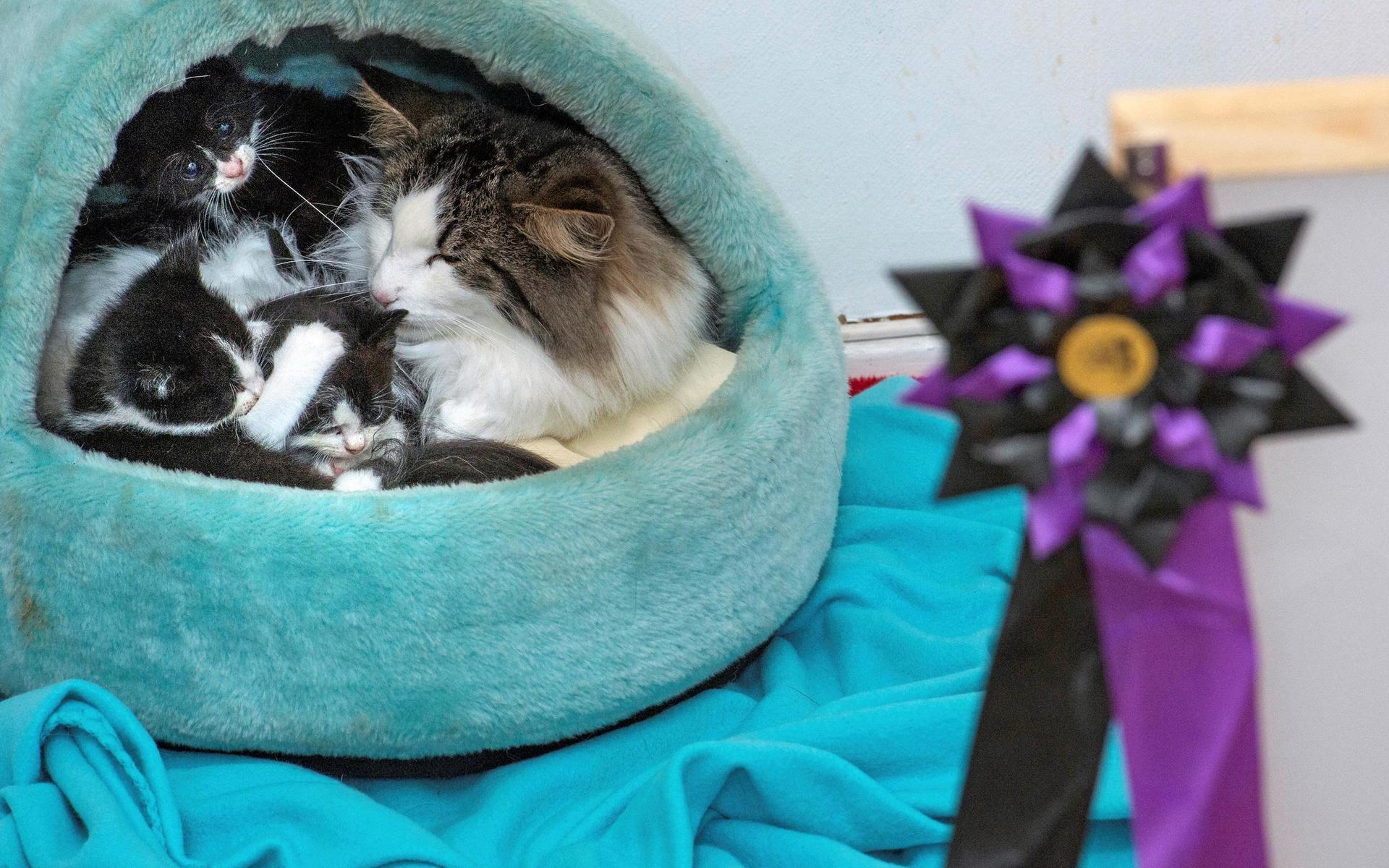 Familjens katt Mau har blivit som en mamma för de nya kattungarna.
