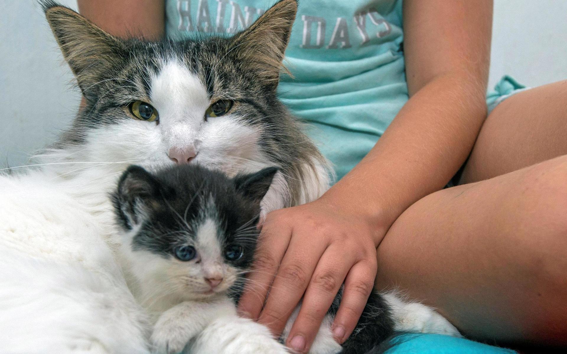 Familjens katt Mau har blivit som en mamma för de nya kattungarna.