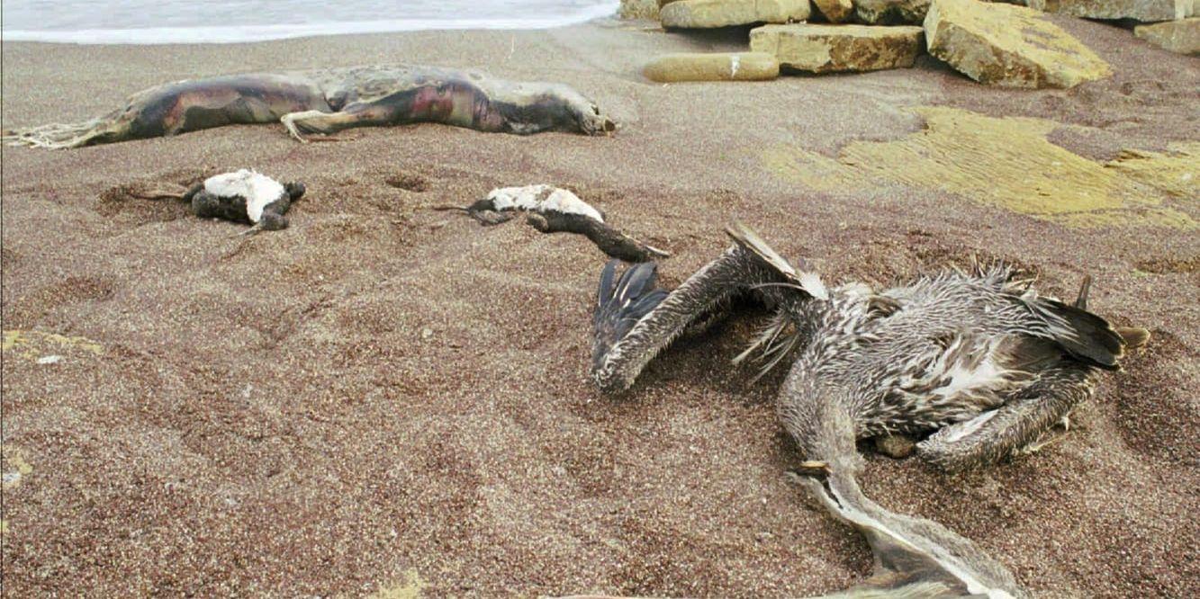 El Niño brukar leda till att havstemperaturerna vid Sydamerikas västkust stiger. Resultatet blir svält bland havslevande fåglar och däggdjur. Bilden, som är tagen i januari 1998, visar döda pelikaner och sjölejon som flutit iland i Peru.