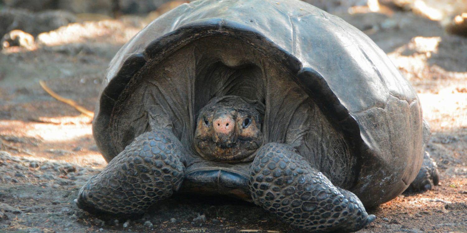 Jättesköldpaddan Chelonoidis phantasticus (på bilden) är alltså inte utrotad.