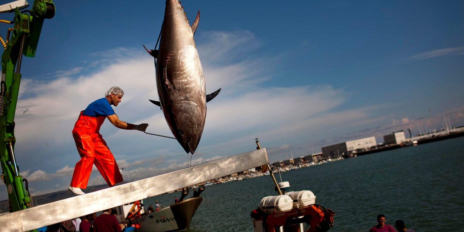 Den blåfenade tonfisken har gjort comeback i svenska vatten efter att ha varit kraftigt överfiskad. I ett unikt märkningsprojekt ska nu ett tjugotal av tonfiskbjässarna fångas, märkas och följas i djupet. Arkivbild.
