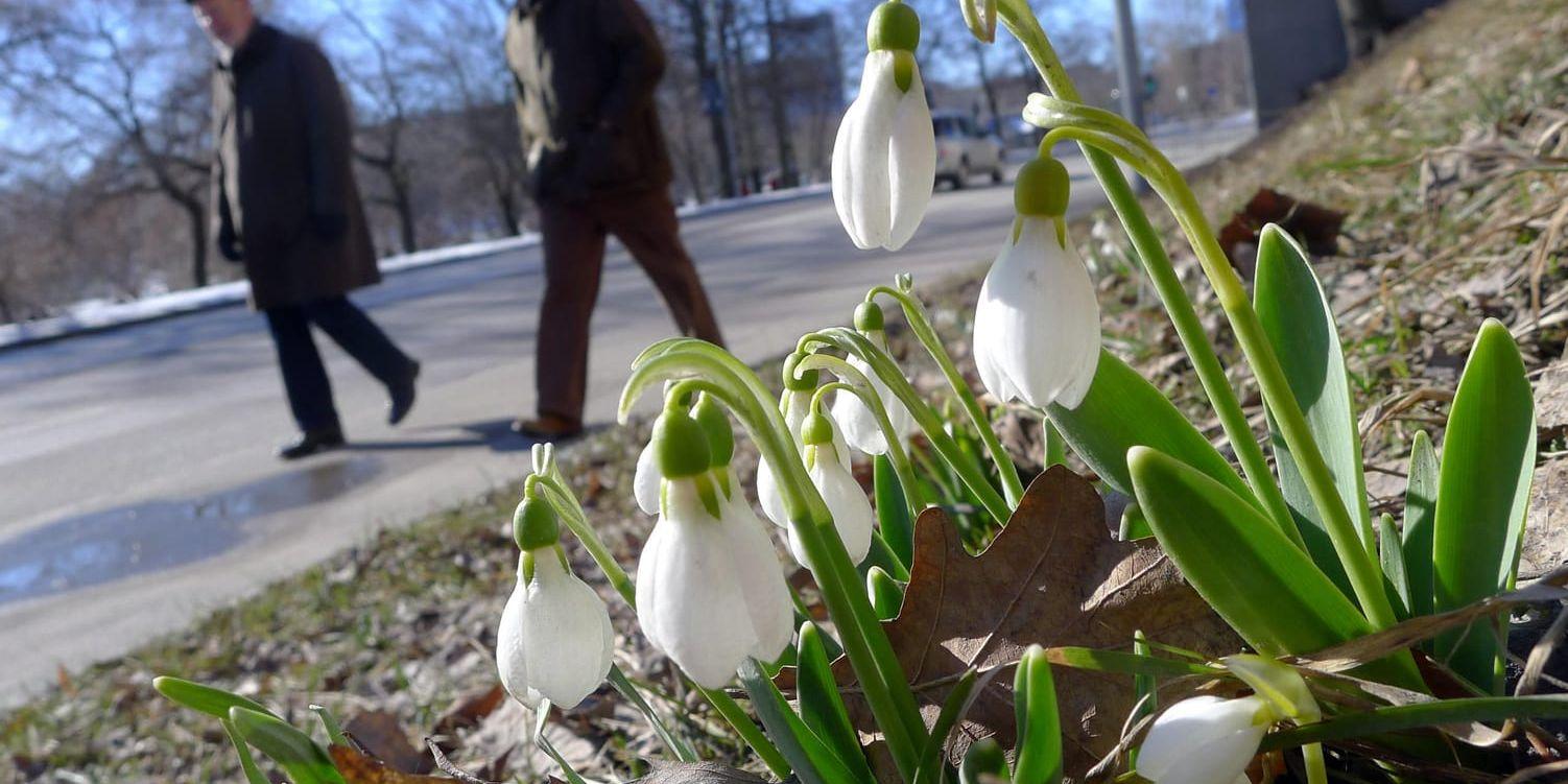 På några platser i Skåne har våren anlänt men samtidigt väntas isdygn den kommande veckan. Arkivbild.
