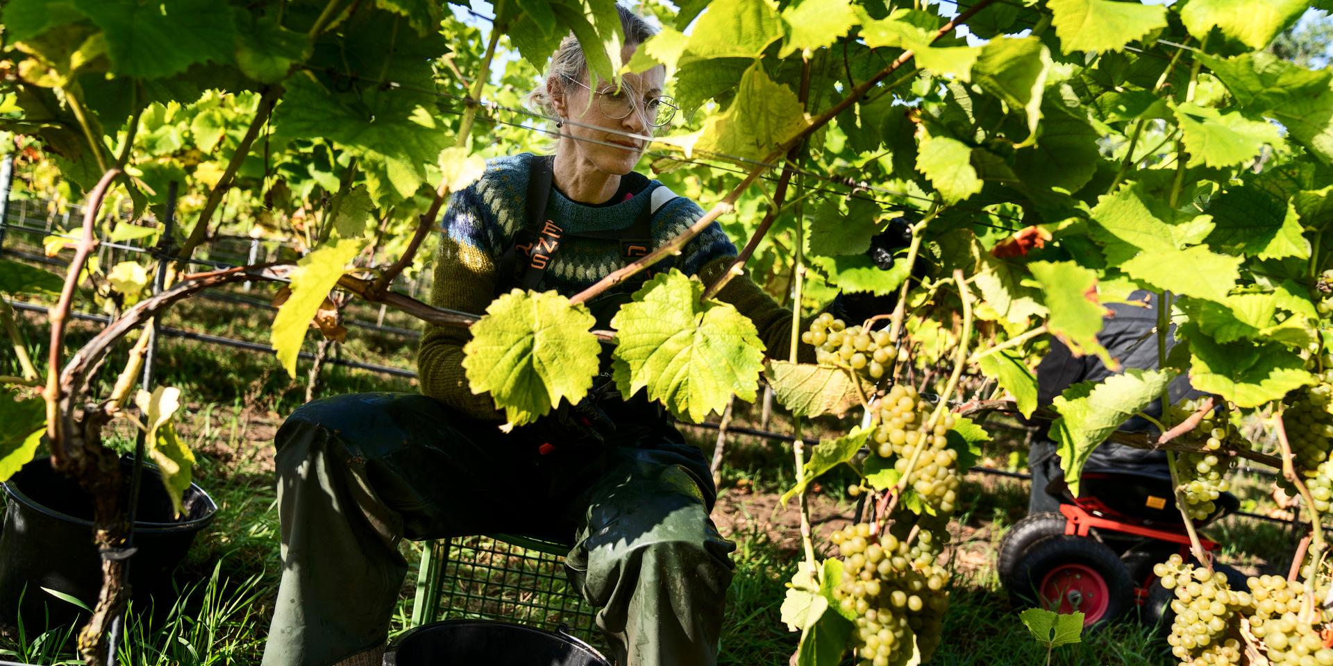 Ästad vingård den havsnära odlingen i Morup.