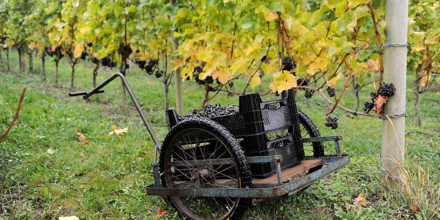 Kvaliteten på de svenska vinerna har blivit mycket bättre på senare år, enligt vinexperterna. Bilden är från Snårestads vingård i Skåne. Arkivbild.