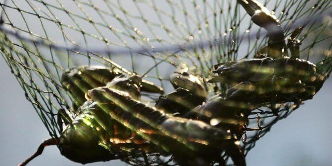 Tjuvfisket av kräftor har eskalerat sedan i fjol, enligt polisen. Arkivbild.