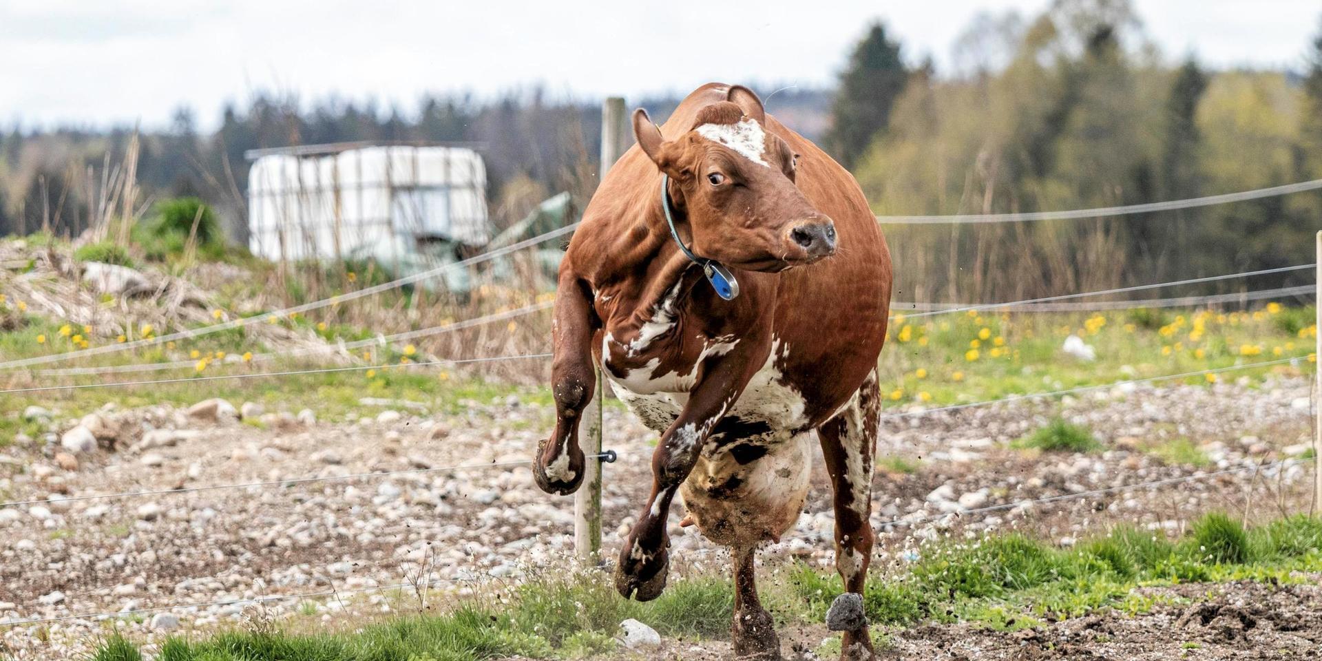 Även kosläppen kan numera få besök av djurrättsaktivister. Den här bilden är dock inte tagen hos den utsatte mjölkbonden i Halland.
