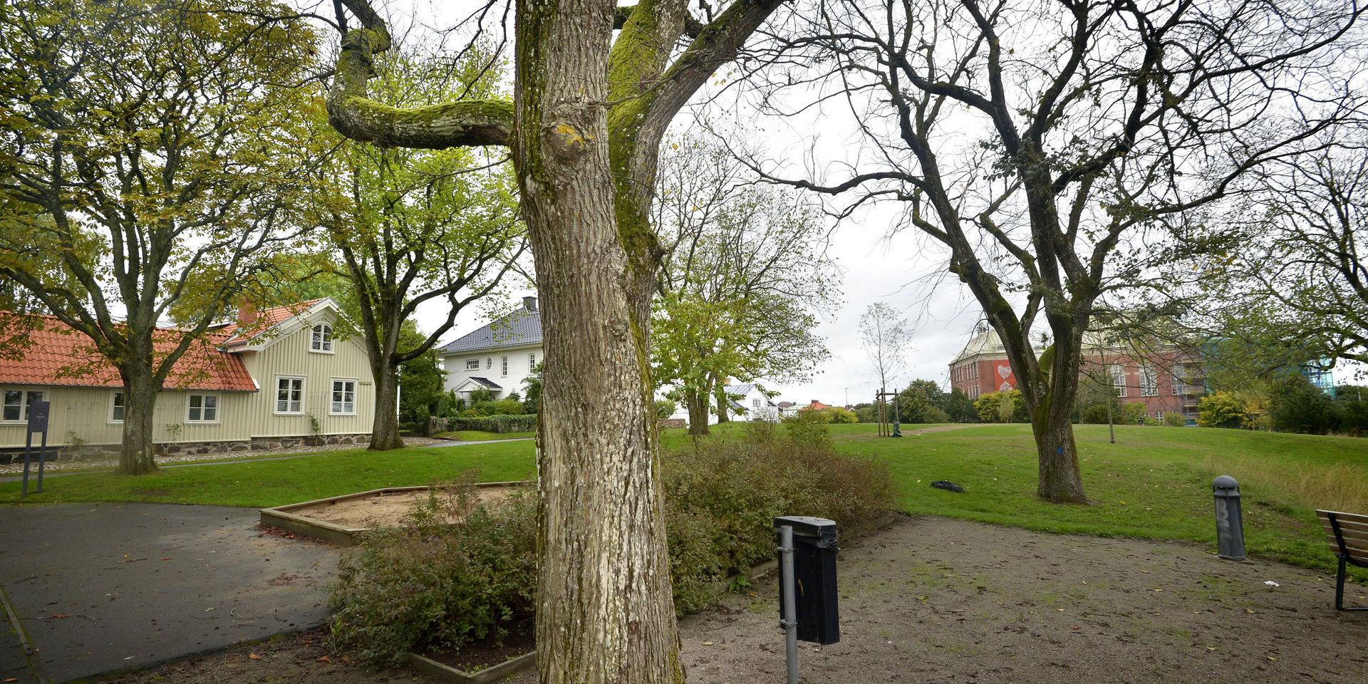 Almsjuka är en av orsakerna till att träd i stadsmiljö fälls. Bilden är från Varberg i augusti 2018.