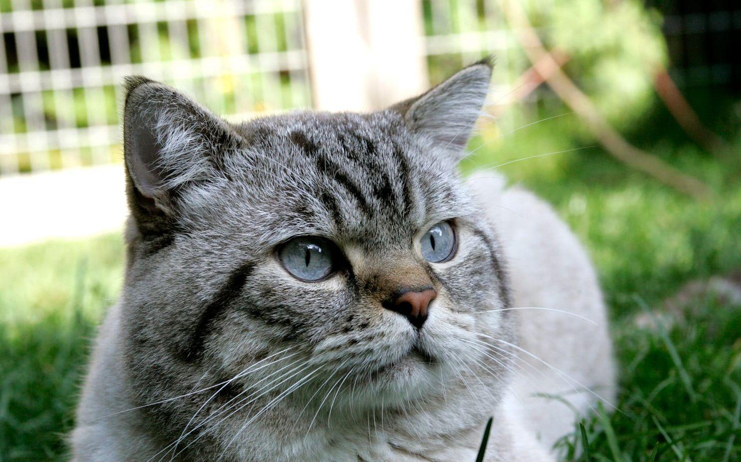 Katter blir i genomsnitt mellan 15 och 17 år. Titeln världens äldsta katt tillskrivs Creme Puff i Texas som blev 38 år och tre dagar (ej på bilden). Foto: TT