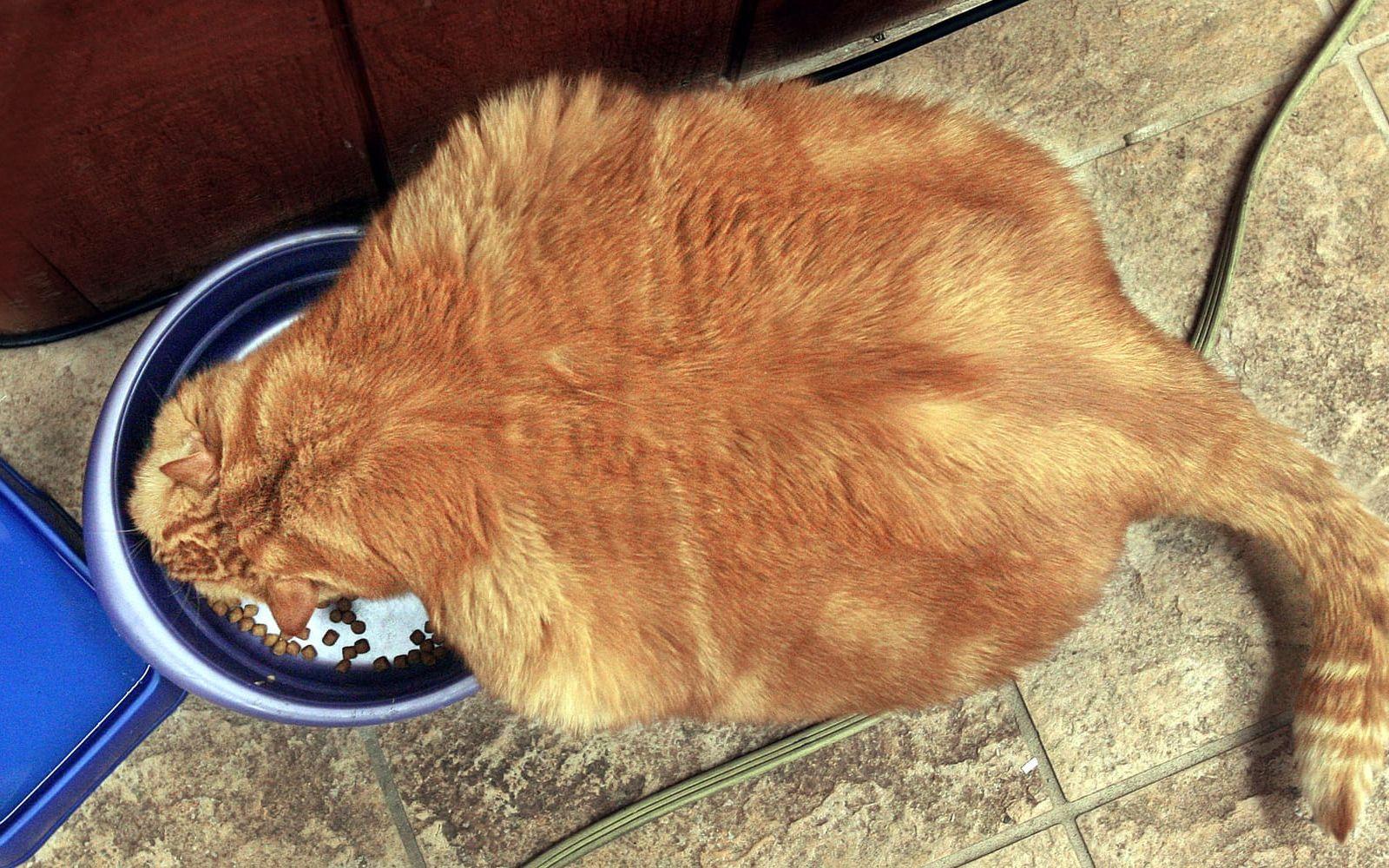 Den tyngsta katten någonsin vägde 21,2 kilo (ej på bilden). Foto: Stella Foto: TT
