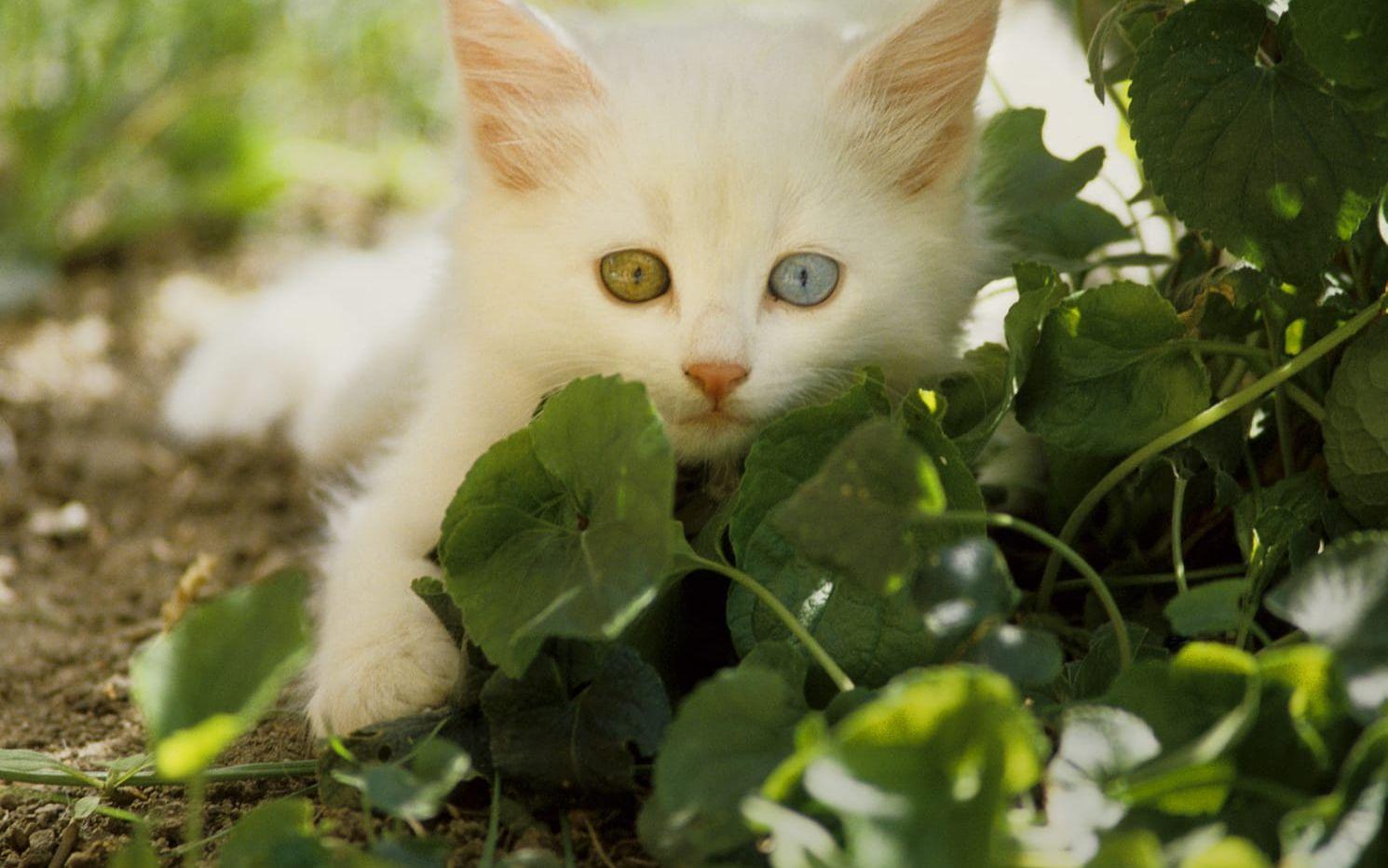Världens minsta katt var enligt Guiness rekordbok bara sju centimeter hög och hette Tinker toy. Han var en blandning av raserna Hamalaya och perser (ej katten på bilden). Foto: TT