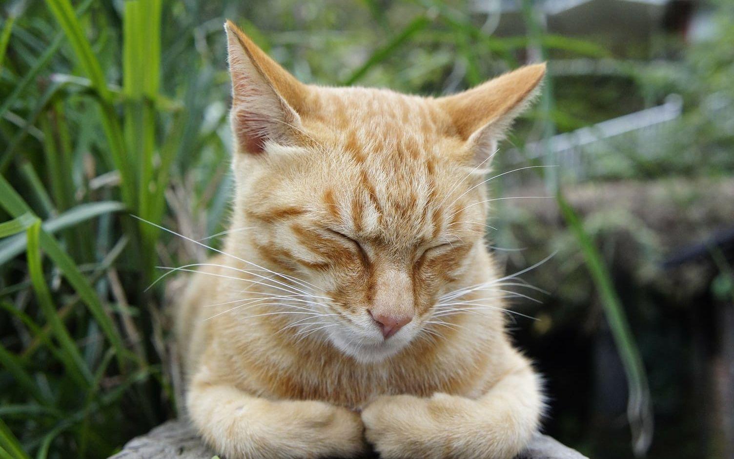 En genomsnittlig katt sover två tredjedelar av sitt liv.