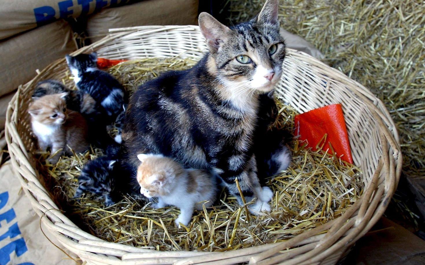 Katthonor föder normalt sett en till nio kattungar i en kull. Rekordet är 19 kattungar. Foto: TT