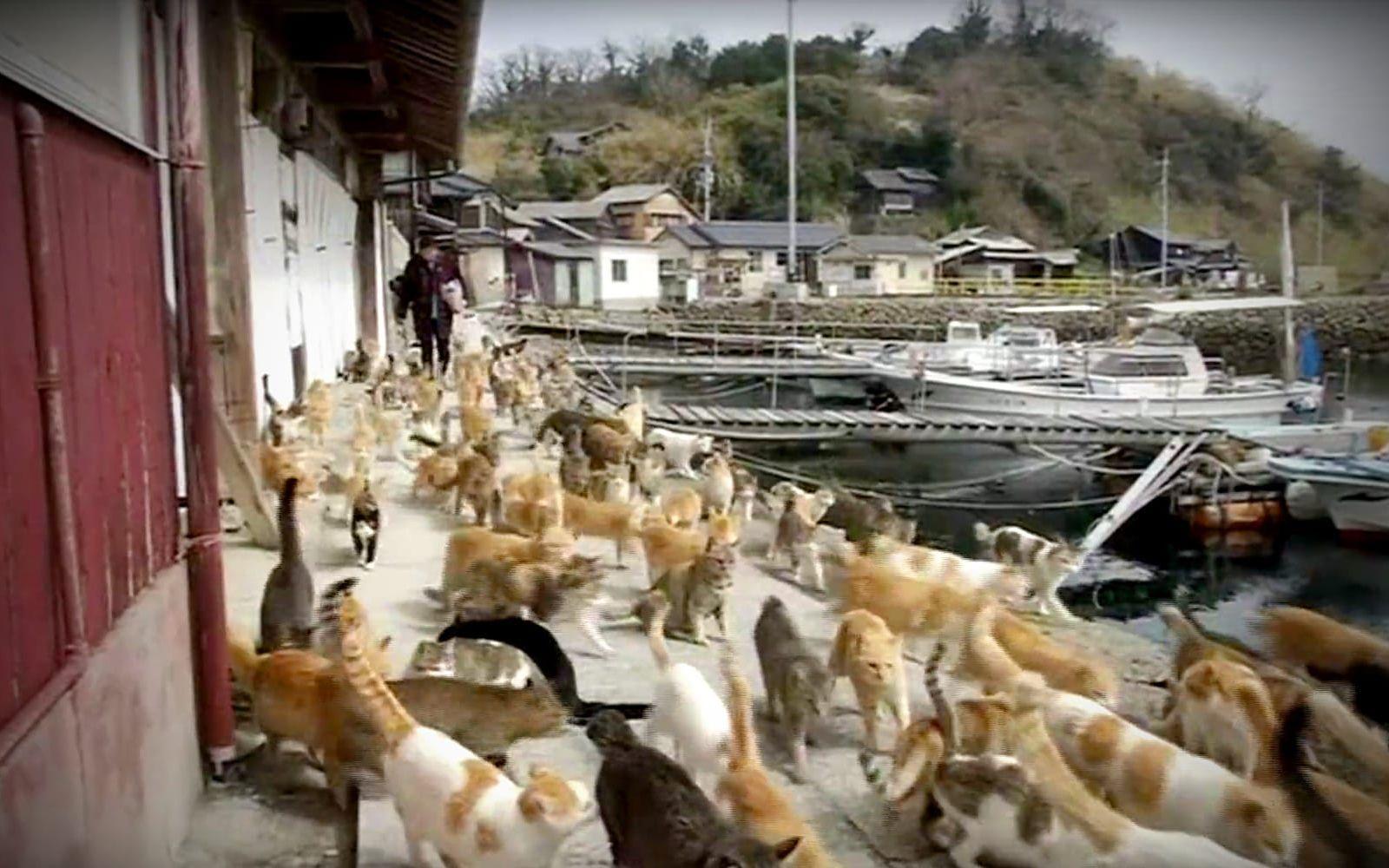 Det finns en ö i Japan som kallas ”kattön” för den oproportionerligt höga andelen katter som lever där. På ön, vars egentliga namn är Aoshima, bor över 100 katter men bara cirka 20 människor.