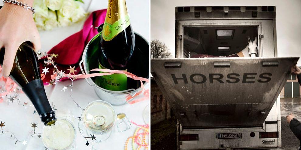Vem av Hallands politiker kan fixa fester och vem är en hejare på att transportera hästar?