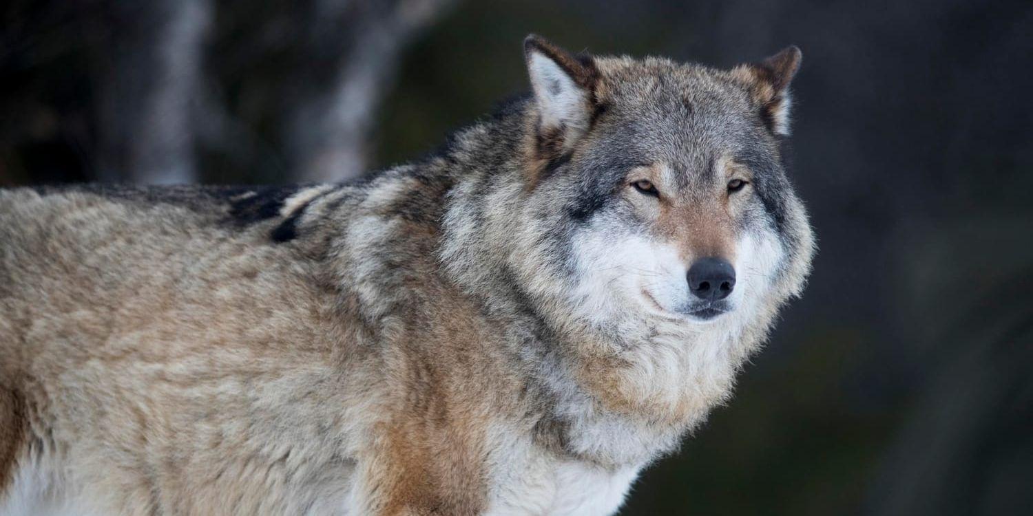 Vargen i de svenska skogarna löper inte bara risk att skjutas av jägare. Det har nu konstaterats att en varg som hittades i november dödats av ett annat djur. Arkivbild.