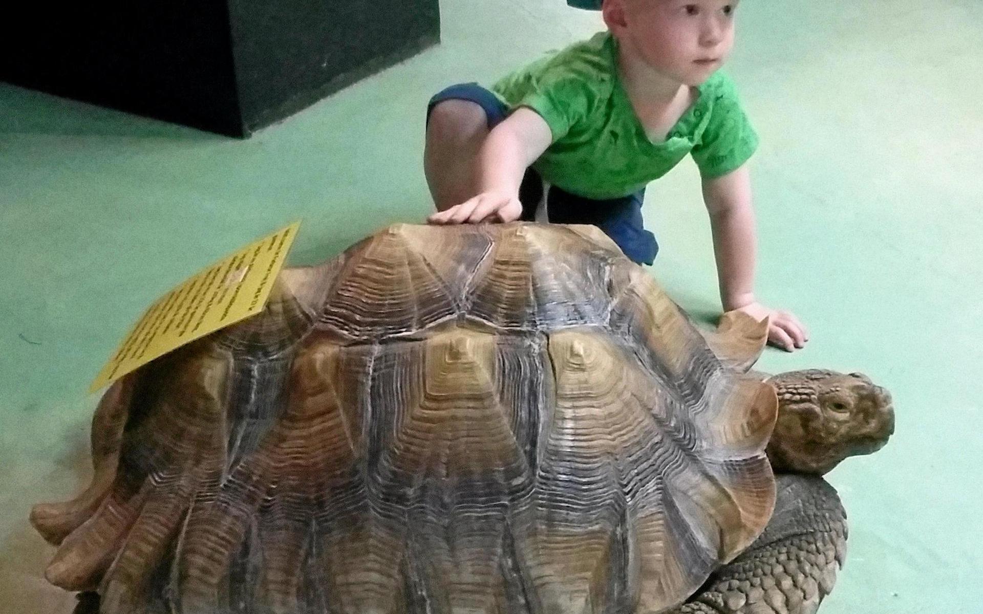 Farbror Frej är en jättesköldpadda som gärna låter sig klappas.