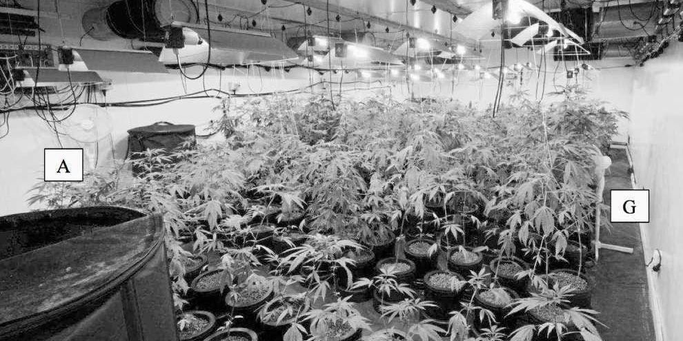Växthus. Polisen tog en bild på narkotikaindustrin innan de skördade de 318 plantorna, som var allt från sticklingar till färdiga att plocka.