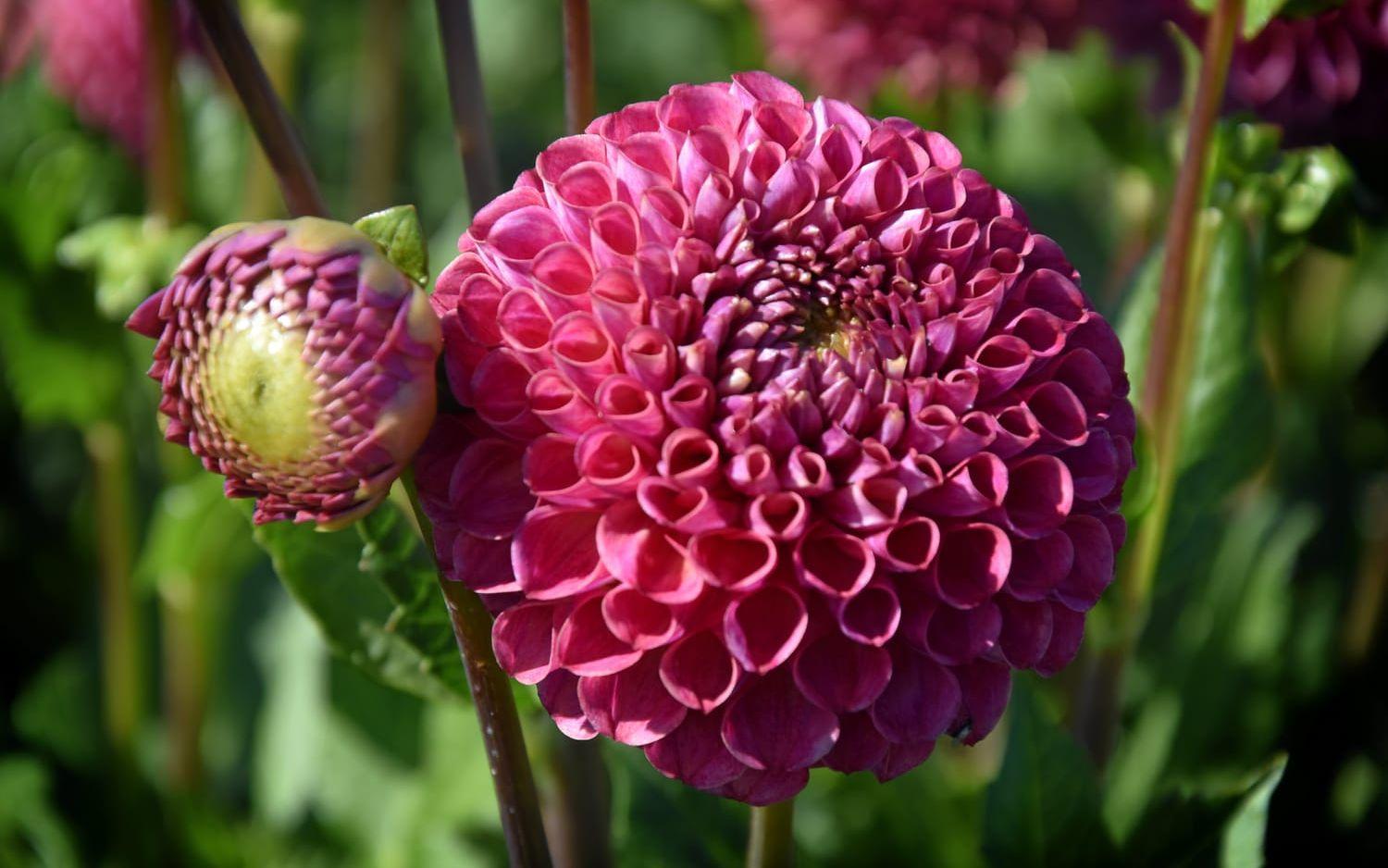Dahlior finns i många färger och varianter. Här en bulligt rosa blomma.