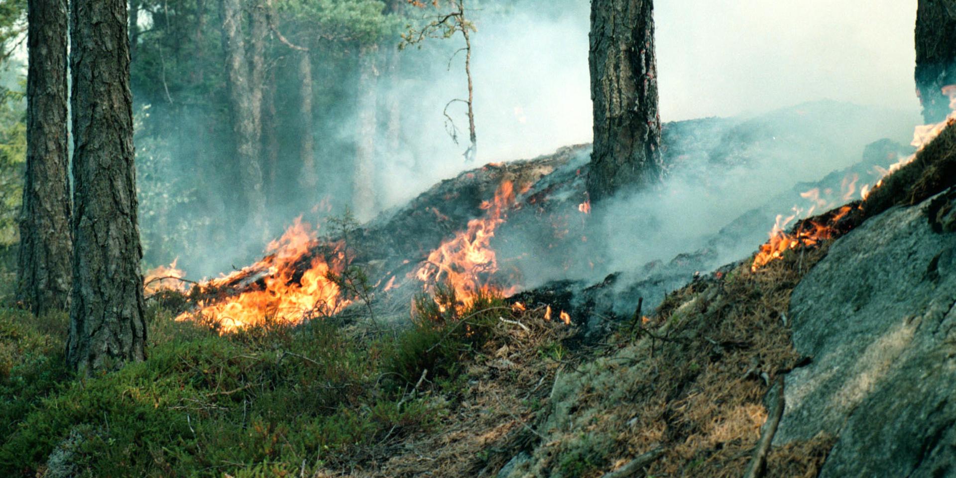 Det råder stor risk för skogsbränder i Halland enligt SMHI.