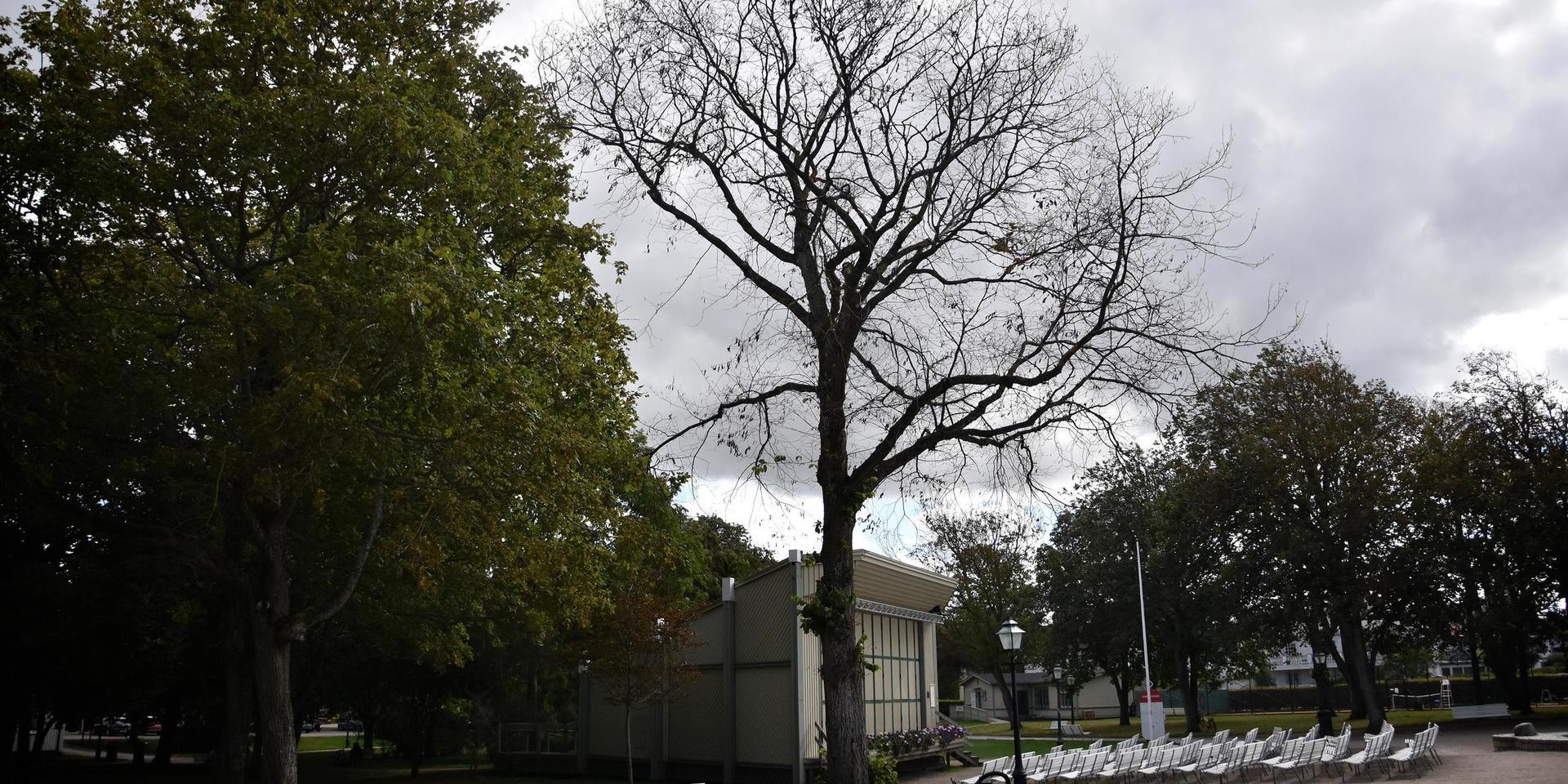 Flera träd i Societetsparken mår dåligt efter torkan 2018 och 2019.