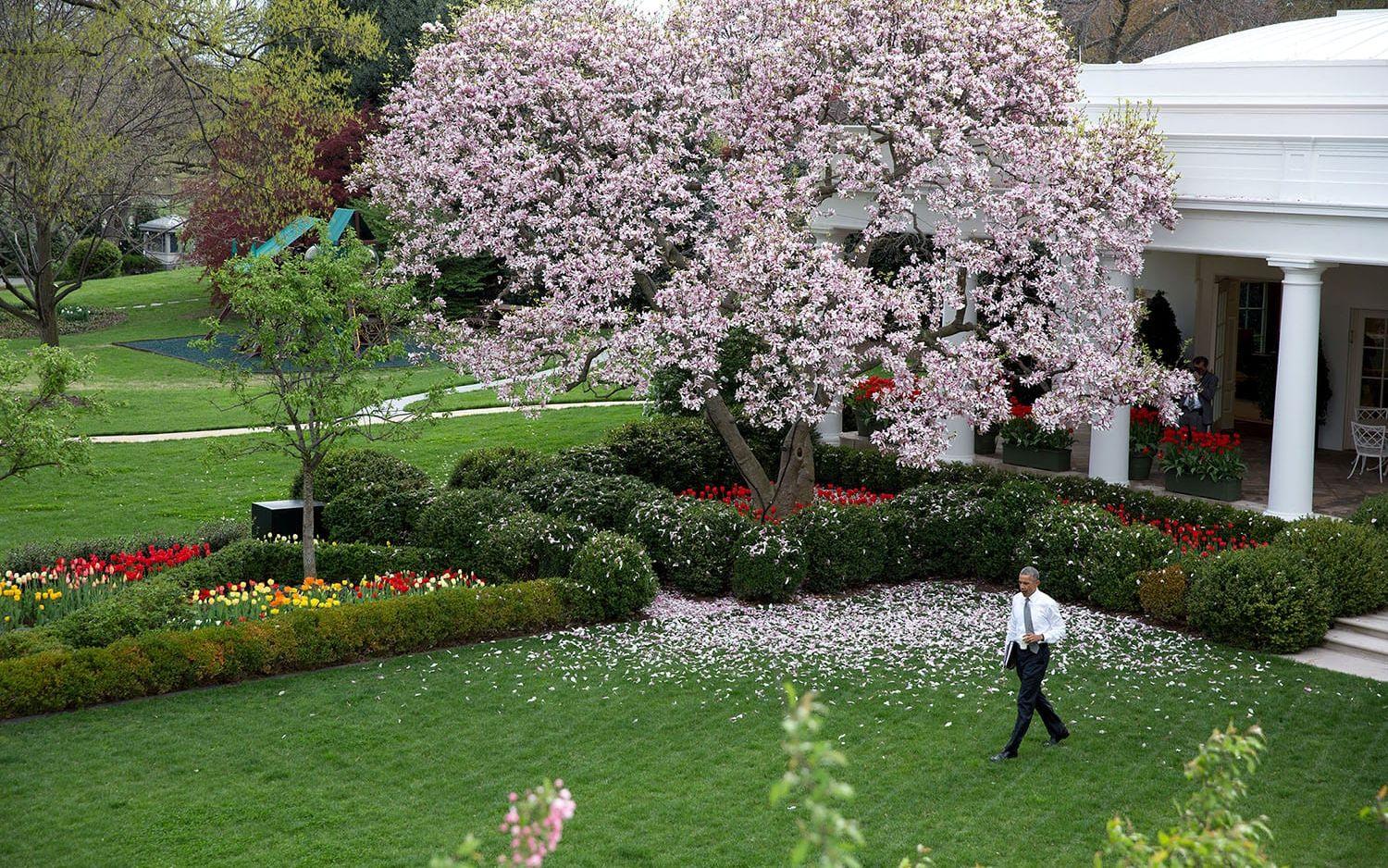 16 april, 2015: President Obama på väg att skriva under ett nytt lagförslag i Vita husets rosengård. Foto: Pete Souza / Vita Huset