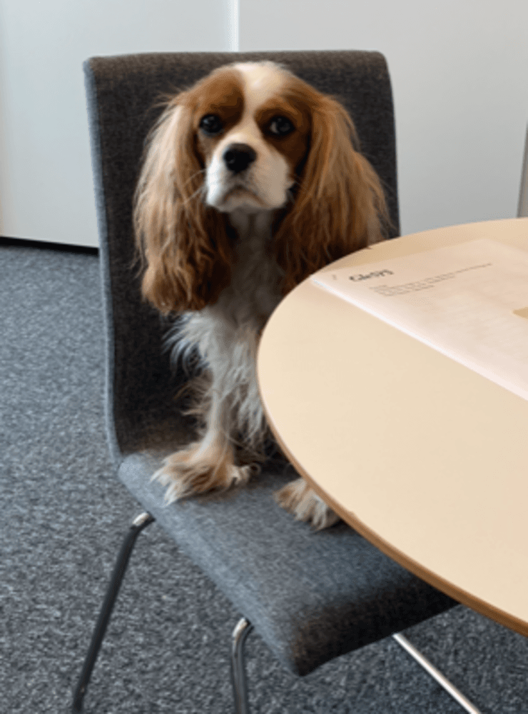 Det här är GleSYS kontorshund Molly.