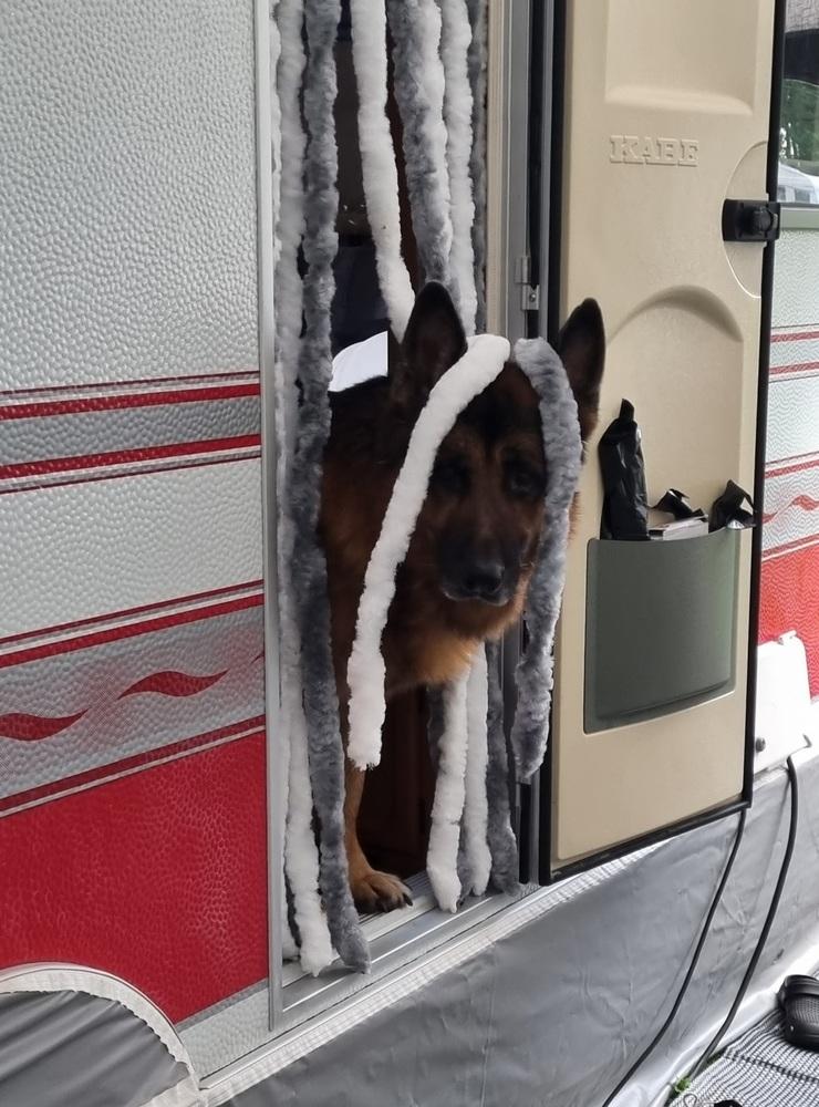 Hunden Rossi tittar ut från husvagnen. Foto: Elisabeth Nilsson 