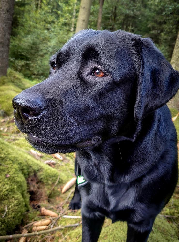Labradoren Bonnie är på skogspromenad.
