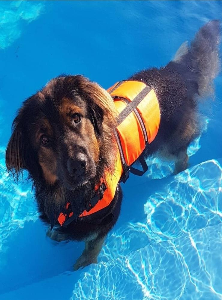 Hunden Lucas älskar sin pool. Foto: Matte Rebecka och Husse Ingo