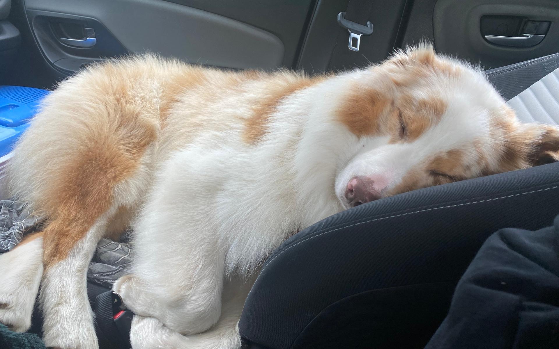 Hunden Atlas sover i bilen efter lång vandring i Norge.