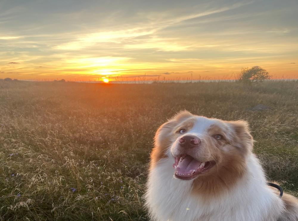 Hunden Atlas i solnedgången i Glommen.