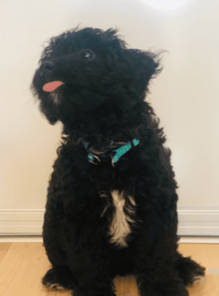 Hunden Doris, vars älsklingsleksak är en hot dog och hon räcker gärna ut tungan när man ska ta en bild på henne.