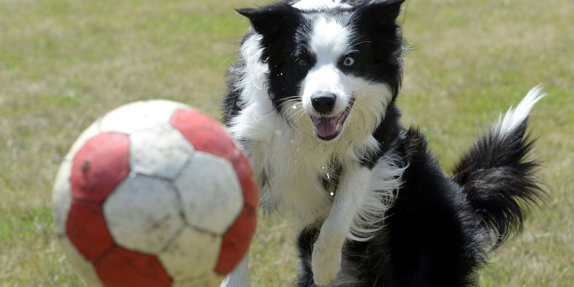 Hundarna kan bita sönder bollen, eller träffas av bollen när vuxna väljer att promenera över skolans fotbollsplan mitt i en match.