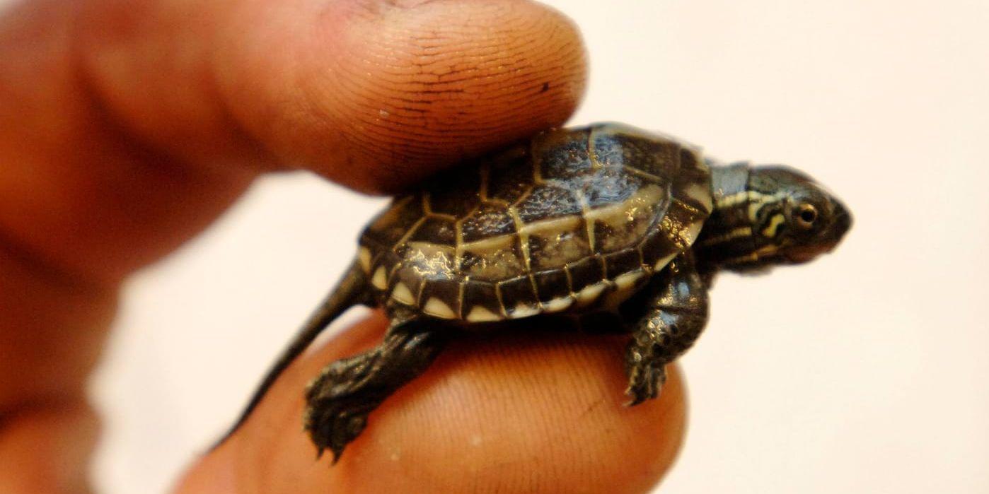En gulbukad vattensköldpadda. Den, och flera andra arter, är inte välkommen i Sverige. Arkivbild.