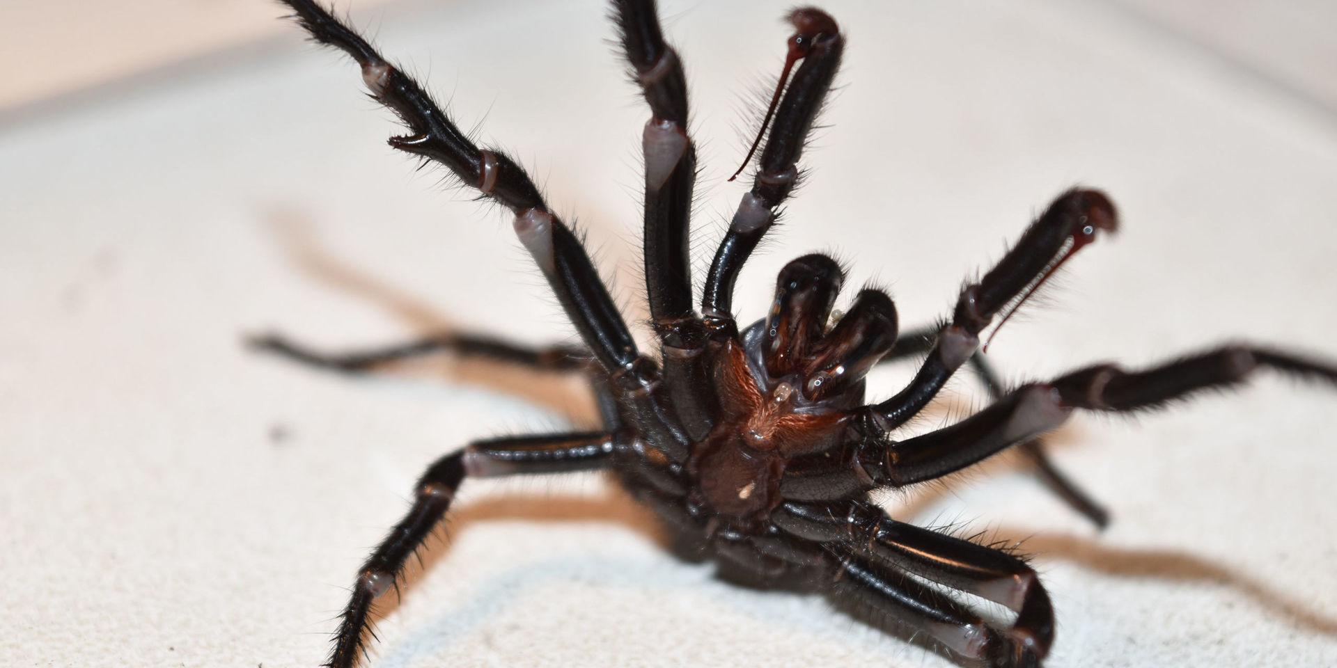 Det är vanligare än vad många tror med trattminörspindlar i Sydneybors trädgårdar, enligt Kane Christensen. Men spindlarna är skygga, och håller sig oftast gömda. 
