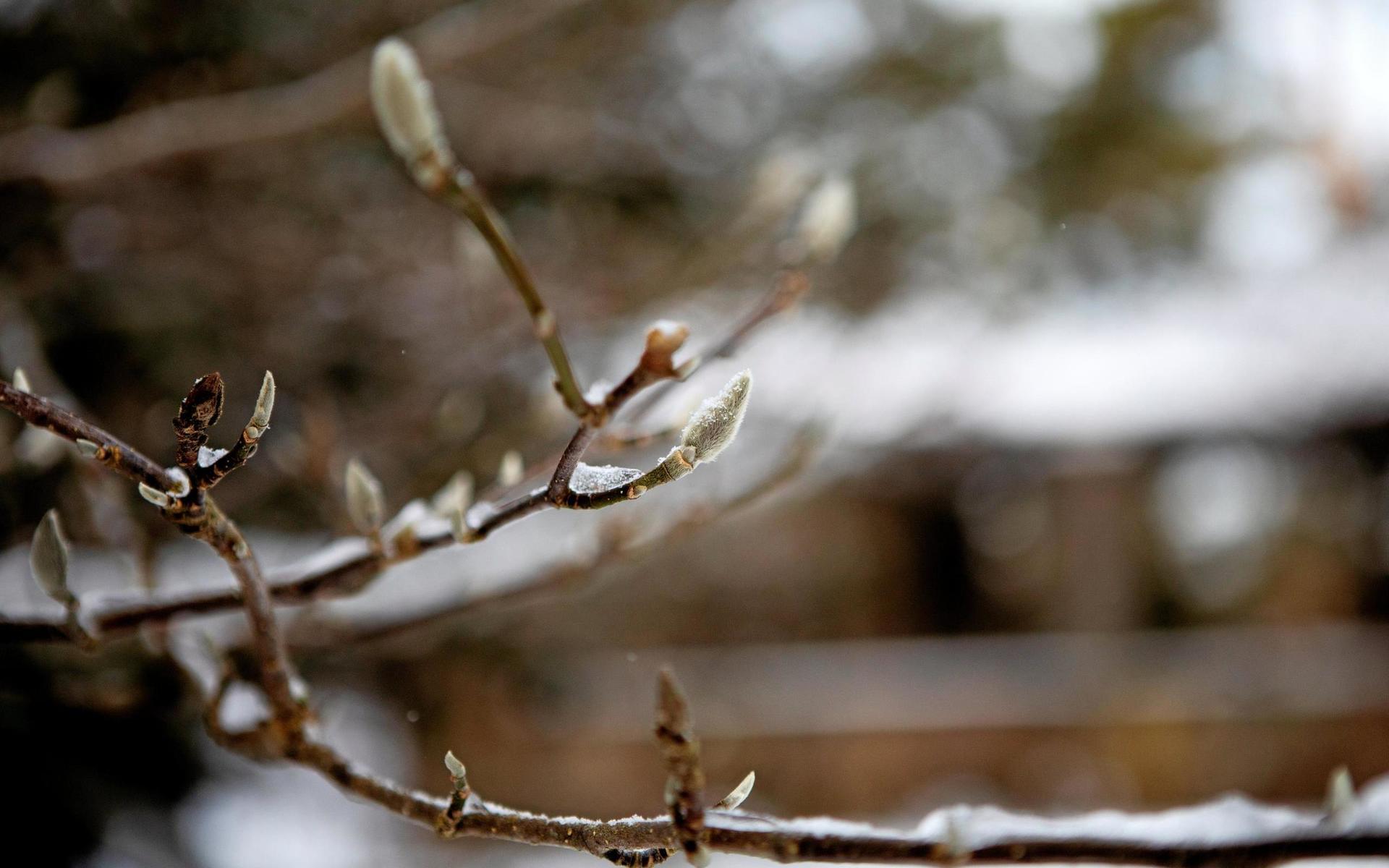 Göran Johanson om vintern: ”Lugnet… det är alldeles tyst. Om det är tillräckligt kallt fryser dammarna till is och ibland lägger sig ett vackert snötäcke på isen. Så var det nu i vintras. ”  Här en magnolia.