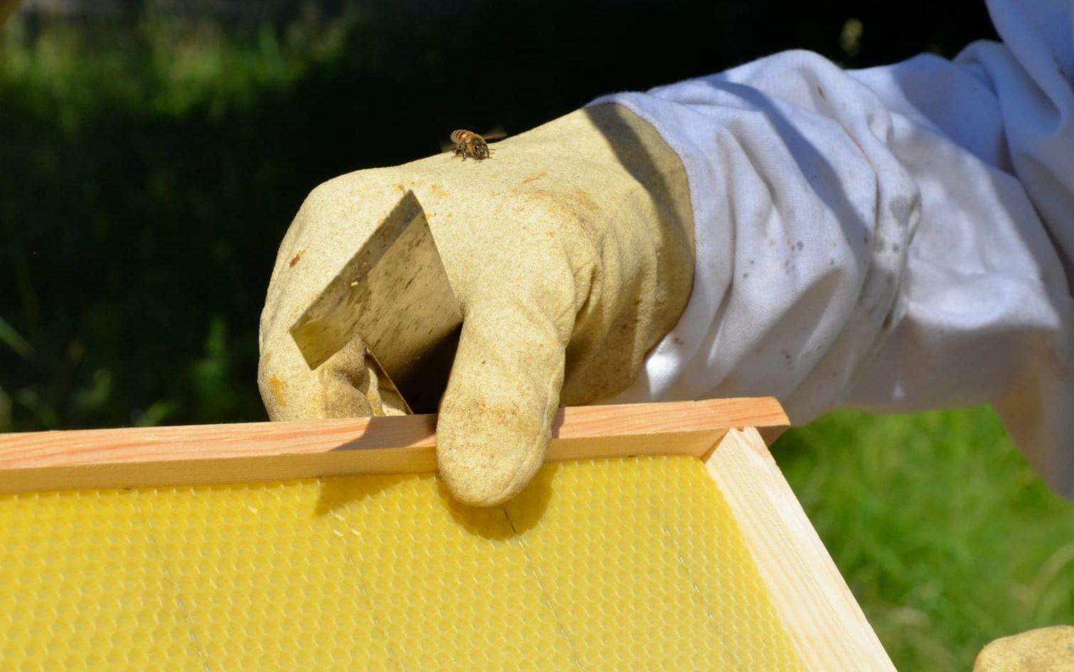Vax. På färdiga vaxplattor kan bina bygga på med sitt eget vax och sedan producera honung. Bild: Carolin Gadallah