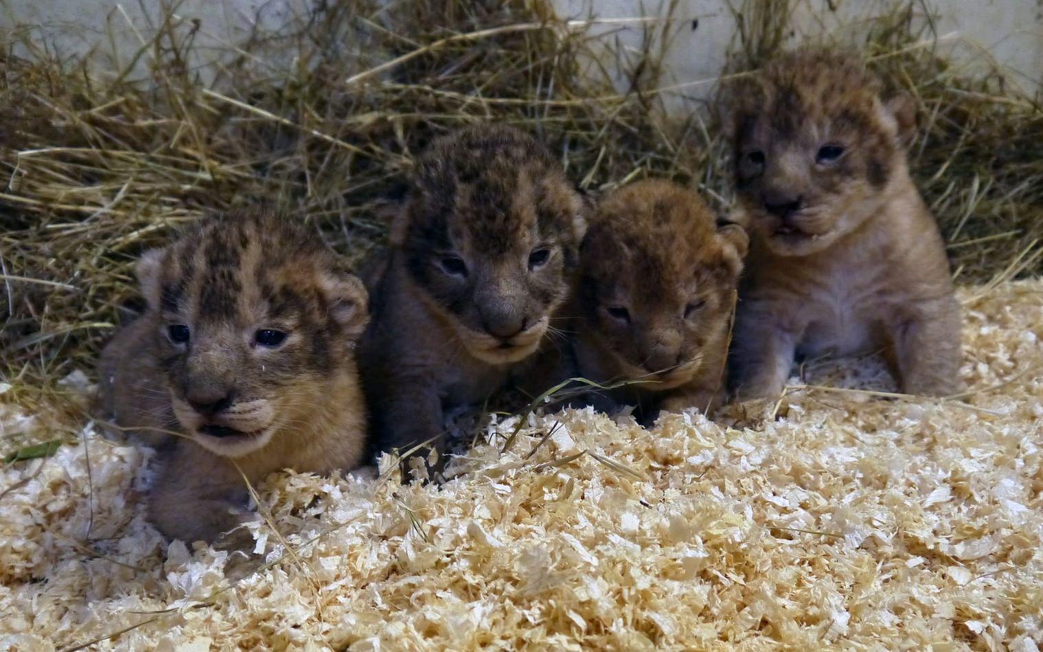 I augusti 2016 föddes fyra lejonungar. Foto: Borås djurpark