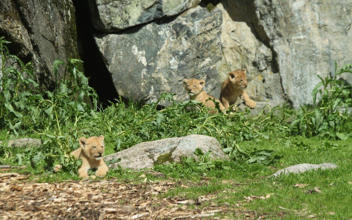 Här är de tre lejonungarna som föddes i april 2014 ute för första gången. Foto: Borås djurpark