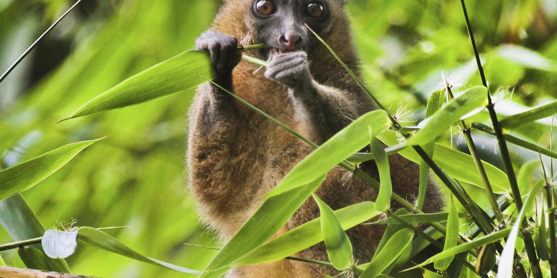 Av Madagaskars 107 lemurarter är 103 listade som starkt hotade. På bilden en gyllenhalvmaki som mumsar bambu i Madagaskar. Arkivbild. 